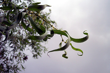 Image showing cloudy day and tree