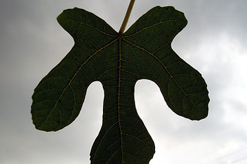 Image showing fig leaf on a cloudy day