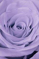 Image showing violet rose close up