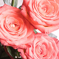 Image showing rose bouquet