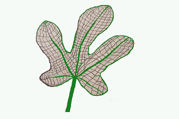 Image showing drawing of a fig leaf