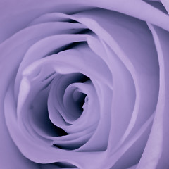 Image showing violet rose close up