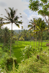 Image showing rice fields in Bali, Indonesia