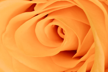 Image showing orange rose close up