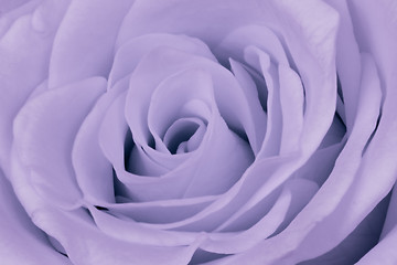 Image showing violet rose close up