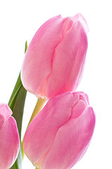 Image showing pink tulips