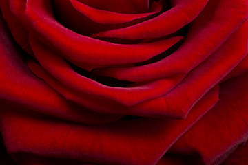 Image showing red rose