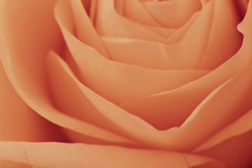 Image showing orange rose macro