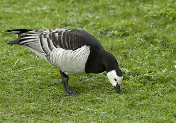 Image showing Barnacle goose