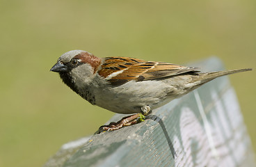 Image showing House sparrow