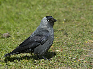 Image showing Jackdaw