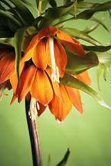 Image showing lily (Fritillaria imperialis) 