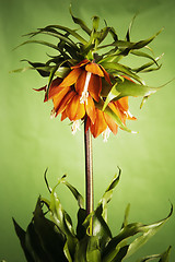 Image showing lily (Fritillaria imperialis) 