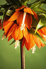 Image showing lily (Fritillaria imperialis) 