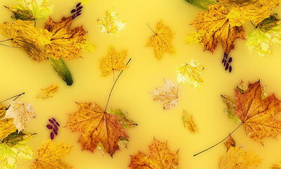 Image showing autumn fallen down leaves 