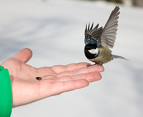 Image showing Chickadee