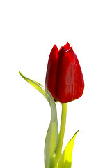 Image showing Tulip