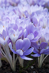 Image showing Crocus