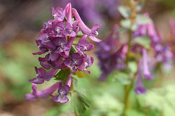 Image showing  Corydalis solida flower