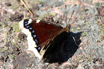 Image showing Nymphalis antiopa butterfly