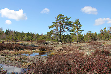 Image showing Natural landscape of rocks, forest and heather in Finland