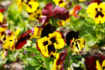 Image showing Heartsease, flower garden - close-up 