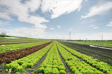 Image showing Agricultural field with growing plants 