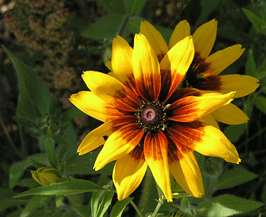 Image showing Double Daisies