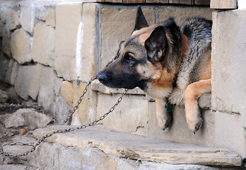 Image showing Portrait of German Shepherd