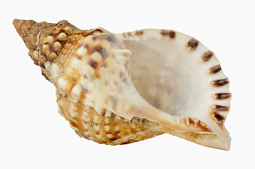 Image showing Sea shell