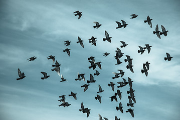 Image showing Silhouettes of pigeons