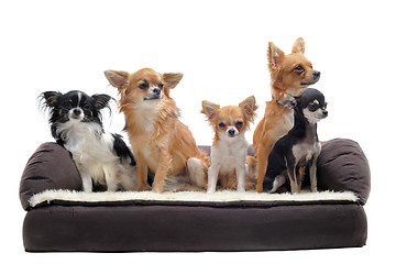 Image showing chihuahuas on sofa