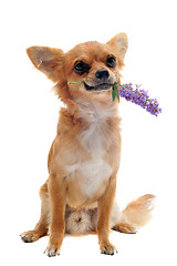 Image showing chihuahua and flower