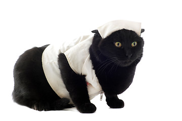 Image showing doctor cat