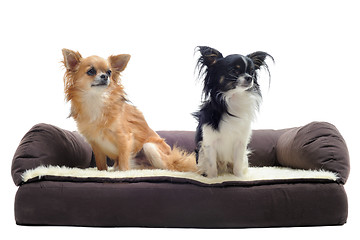 Image showing chihuahuas on sofa