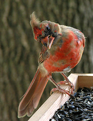 Image showing Curious Cardinal