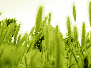 Image showing ear of green wheat 