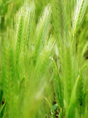 Image showing ear of green wheat 