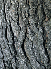 Image showing cracked tree trunk