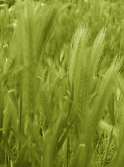 Image showing ear of green wheat 