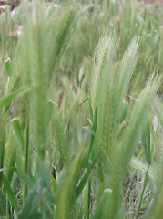 Image showing ear of green wheat 