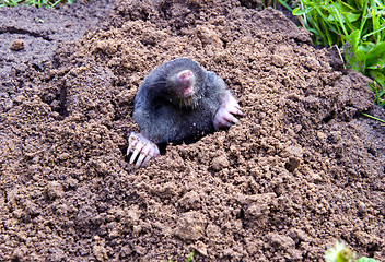 Image showing mole head and legs mole-hill. parasitic animal 