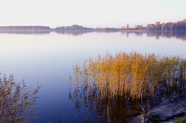 Image showing Background of lake evening landscape. Bulrush grow 