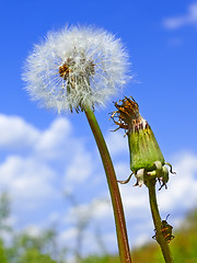 Image showing Dandelion against blue sky