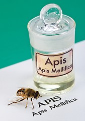 Image showing Apis Mellifica sheet, the bee and poison extract