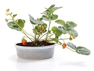 Image showing Strawberry plant in pot