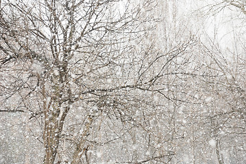 Image showing first snow fell in the empty park