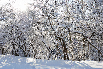 Image showing frosty day, the trees in the snow