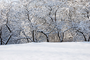 Image showing frosty day, the trees in the snow