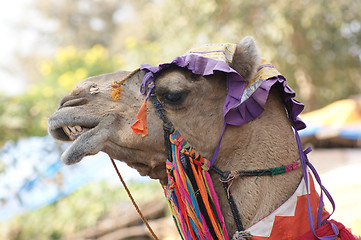 Image showing adorned camel portrait